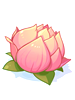 Charming Lotus